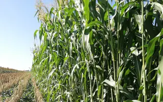 Ute BMR / Юте ВМР