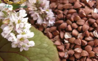 Слобожанка