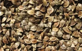 Виктория / Вікторія