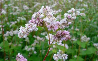 Иванна / Іванна