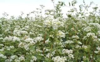 Киевская / Київська