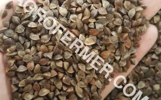 Лилея (Перлына) / Лілея