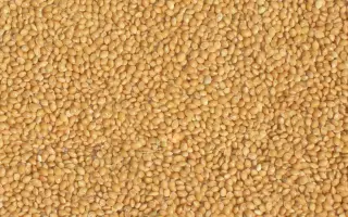 Біла альтанка