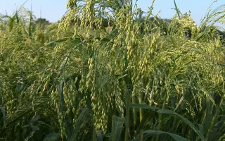 Богатирське