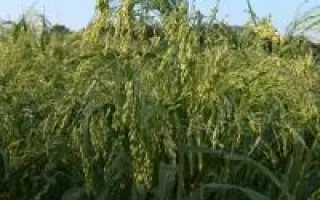 Киевское 87 / Київське 87