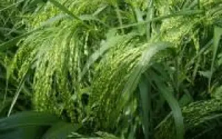 Киевское 96 / Київське 96