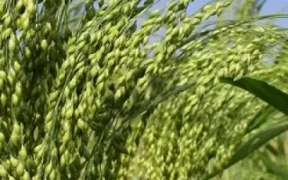 Константинівське