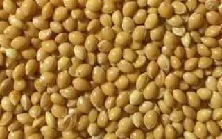 Мироновское 51 / Миронівське 51