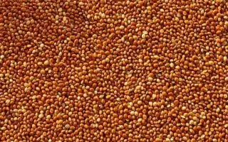 Полтавське золотисте