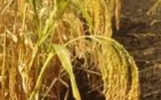 Сонечко слобідське