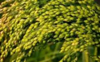 Мироновское 94 / Миронівське 94