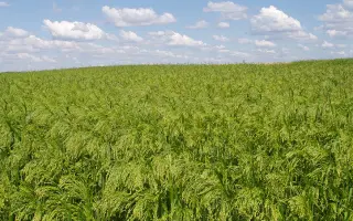 Новокиївське 01