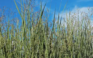 Солнечное / Сонячне