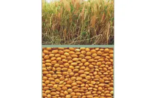 Харьковское 31 / Харківське 31