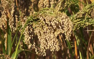 Харьковское 57 / Харківське 57