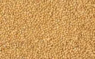 Харьковское кормовое / Харківське кормове