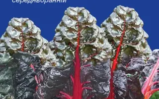 Vulkan / Вулкан