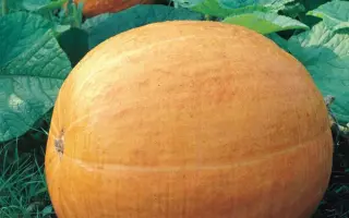 Golias / Голіаш