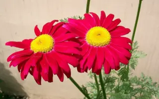 Romanica / Романіка