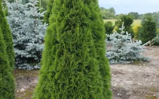 Smaragd / Смарагд