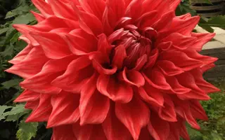 Colonel / Колонель