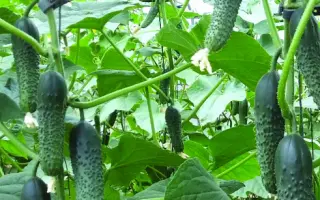 Stinger / Стінгер