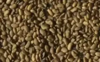 Синьооке диво