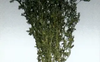 Владислава