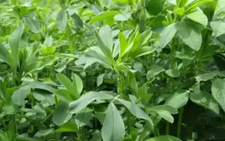 GALAXIE / ГАЛАКСІ