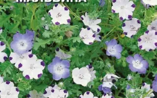 MALVINA / МАЛЬВІНА