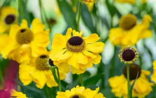 Dorado / Дорадо