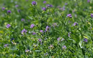 Херсонская 7 / Херсонська 7