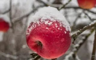 Уманское зимнее / Уманське зимове