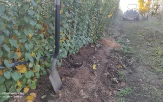 Eline 1 / Еліне 1