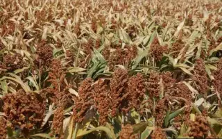 AMIGGO / АМІГГО