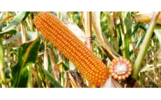 ARIGATO / АРІГАТО