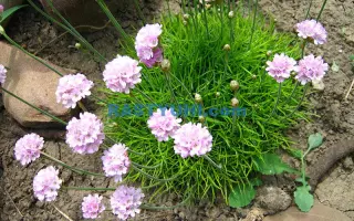 ARMELIA / АРМЕЛІЯ