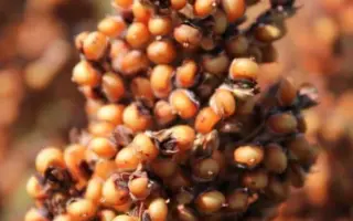 ES WILLY / ЕС ВІЛЛІ