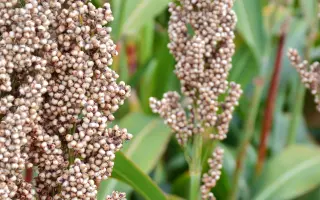 ZEALANDIA / ЗЕАЛАНДІЯ