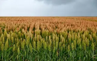 Capello CS / Капелло КС