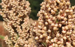 KWS MINAS / КВС МАНАС