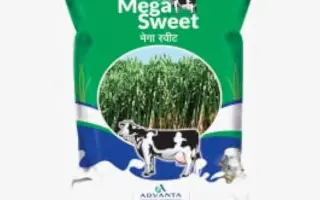 Mega Sweet / Мега Світ