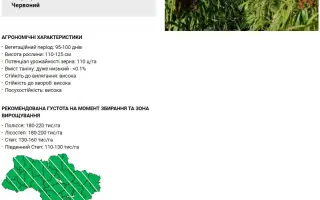 RGT BELUGGA / РЖТ БЕЛУГГА