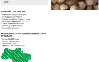 RGT GGOLDEN / РЖТ ГГОЛДЕН