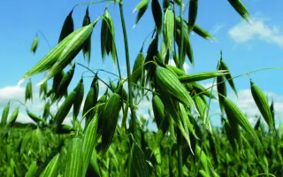 Ivory / Айворі