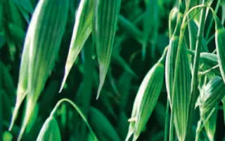 ALBATROS / АЛЬБАТРОС