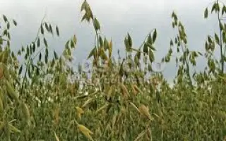 Ант