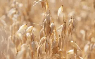 Platin / Платін