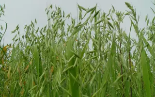 AS 30301 / АС 30301