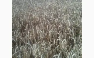 Олександра